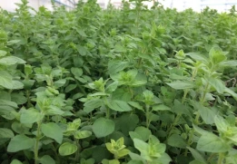 Konya Gıda ve Tarım &Uuml;niversitesi Olarak Yetiştirdiğimiz İzmir Kekiği (Bilyalı Kekik) Origanum onites L. ve Lavanta Lavandula angustifolia L. Fide Satışlarımız Başladı