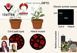 Moleküler Biyoloji ve Genetik Bölümü Öğrencilerimizden Berzah Gülsüm KOÇAK’ın Projesi TÜBİTAK 2209-A-Üniversite Öğrencileri Araştırma Projeleri Destekleme Programı kapsamında Desteklenmeye Hak Kazandı