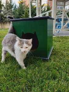 IMBS4505 Gönüllük Çalışması Dersi Kapsamında Kedi Evi Tasarım Etkinliği Gerçekleştirildi